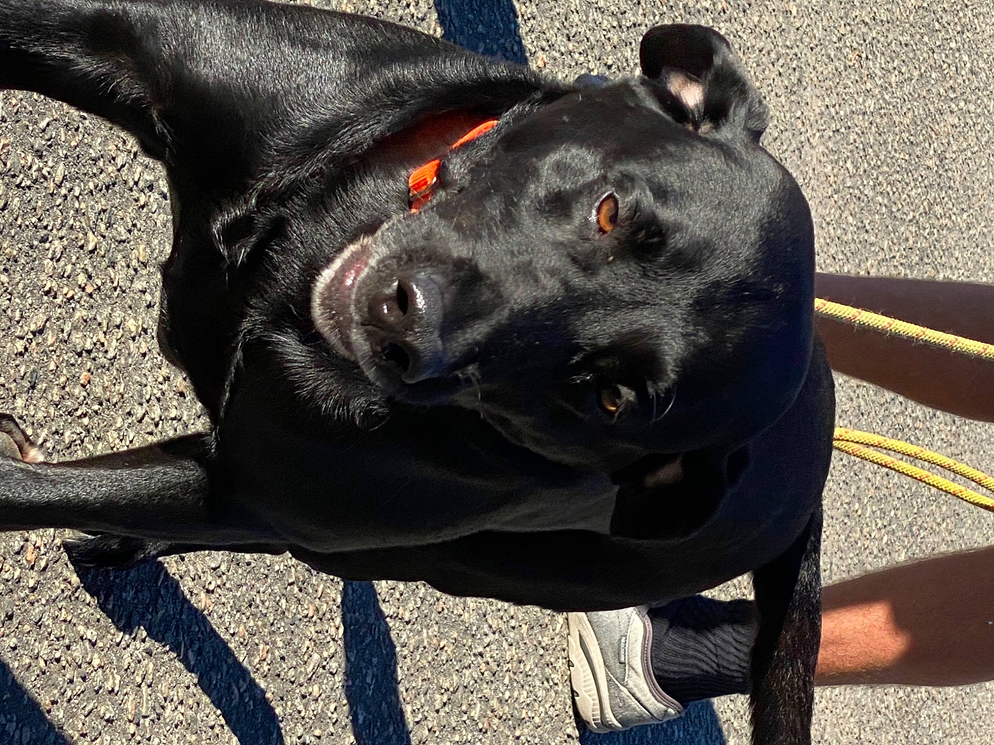 Gunner is registered to the contest to win money with this photo: borador, canidae, carnivore, collar, companion_dog, dog, dog_breed, dog_collar, dog_supply, electric_blue, fawn, grey, guard_dog, pet_supply, snout, sporting_group, terrestrial_animal, whiskers, working_animal, working_dog