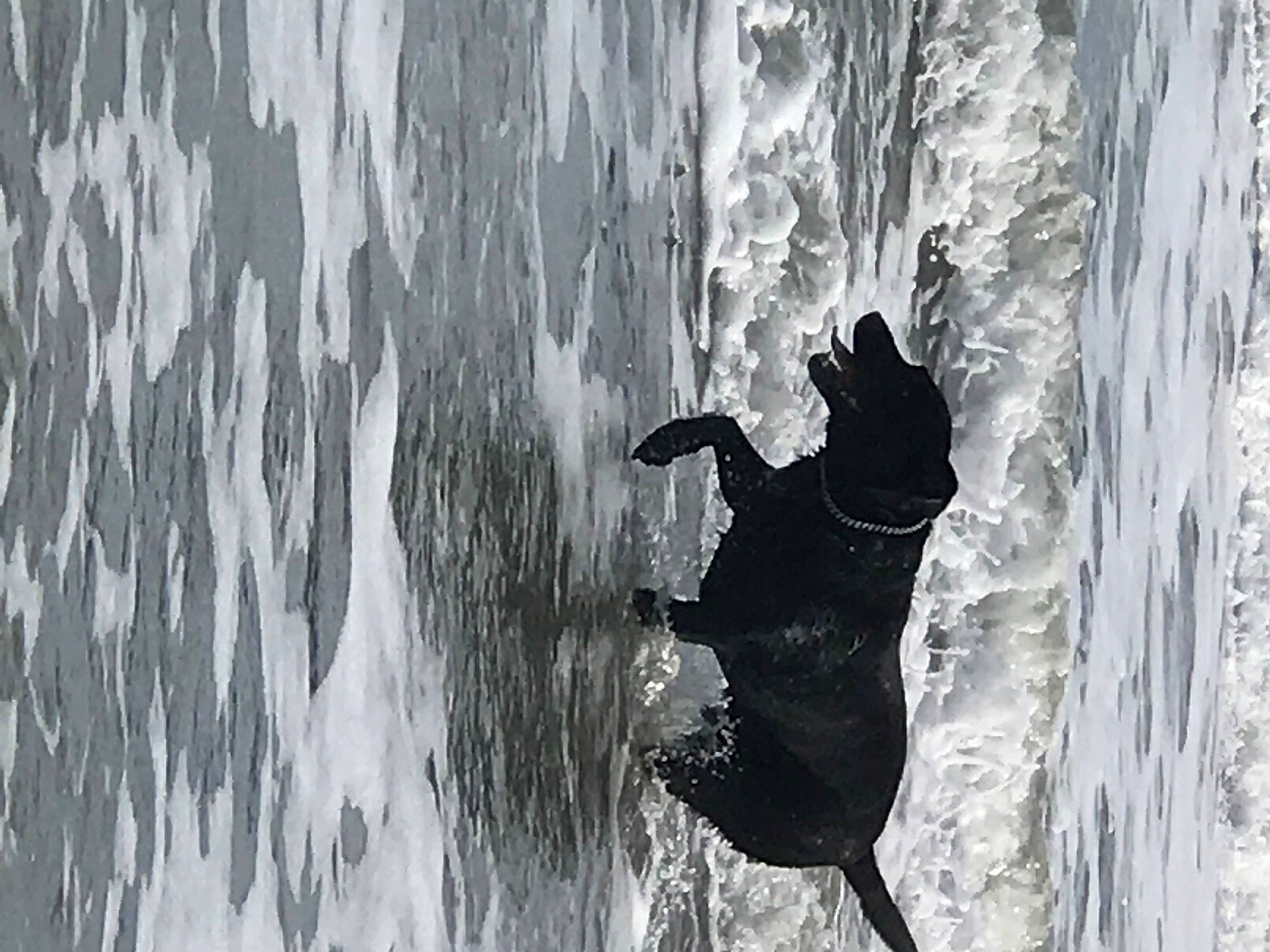 Gunner joined the competition — help win amazing prizes! art, canidae, carnivore, dog, dog_breed, freezing, fun, monochrome, monochrome_photography, recreation, shadow, snout, snow, sporting_group, tail, tree, trunk, water, winter, wood