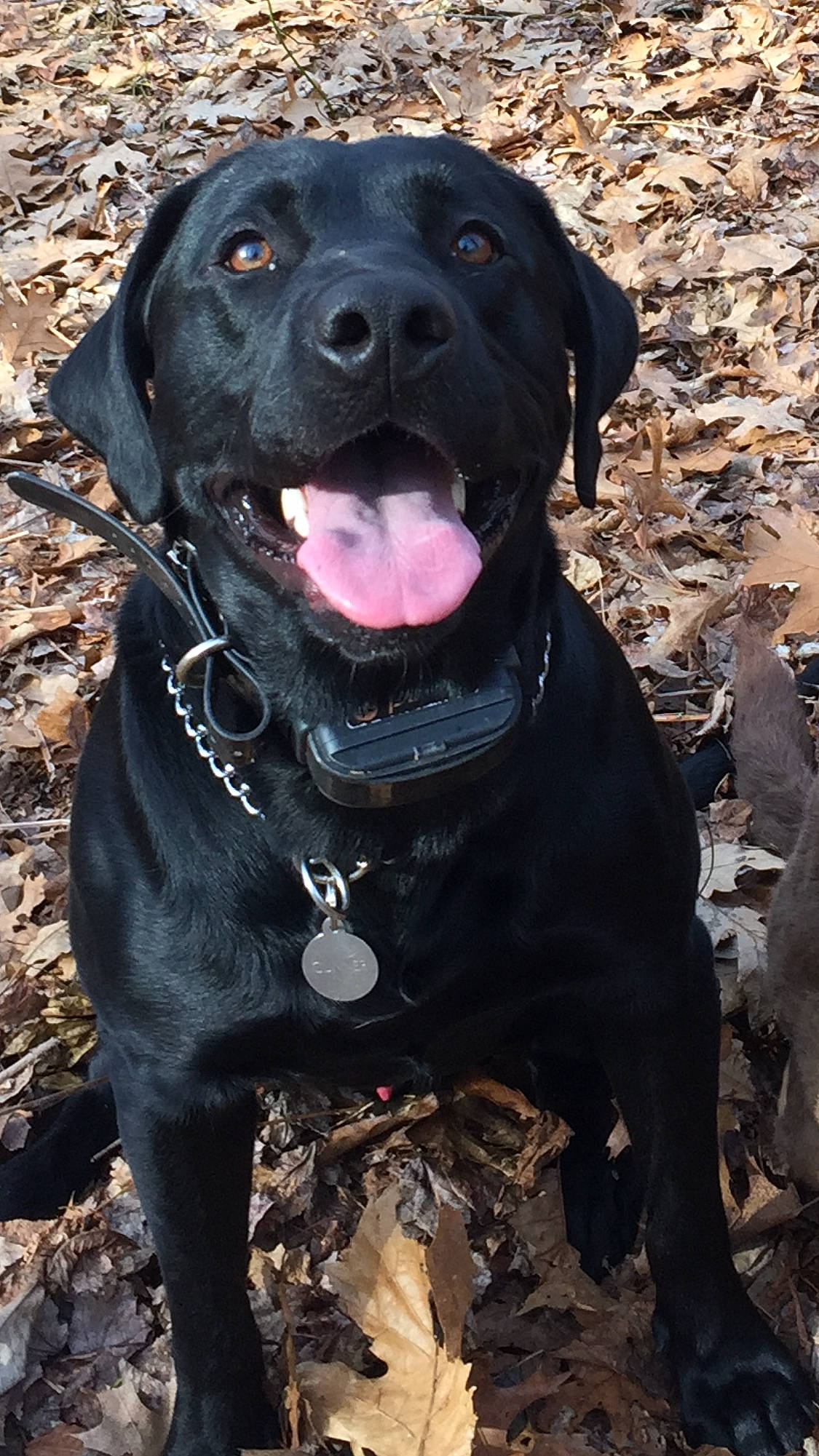 Gunner joined the competition — help win amazing prizes! borador, canidae, carnivore, collar, companion_dog, dog, dog_breed, dog_collar, fawn, fur, guard_dog, gun_dog, labrador_retriever, liver, retriever, snout, sporting_group, whiskers, working_animal, working_dog