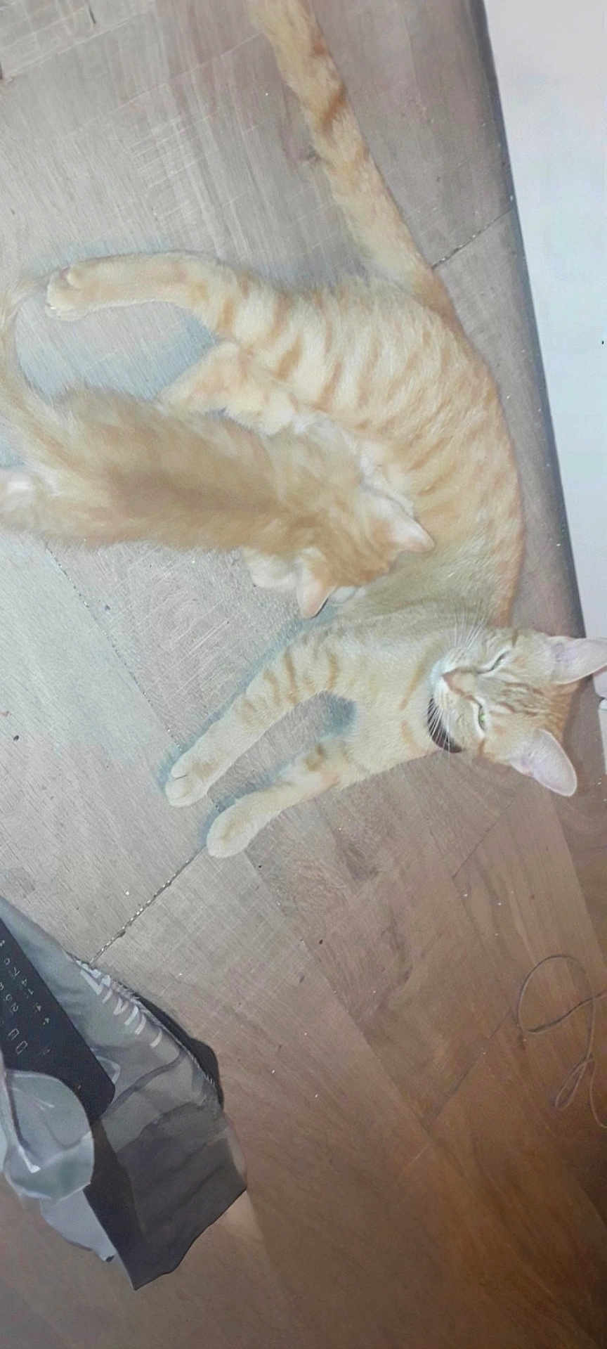 Ninoush
