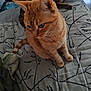 animal, bed, bedding, blanket, cat, cute, domestic_cat, ears, feline, fur, indoor, looking_down, orange_tabby, pattern, paws, pet, relaxed, tabby_cat, two_cats, whiskers
