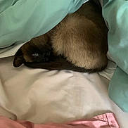 Iona participe au concours pour gagner de l'argent avec cette photo : animal, bed, bedroom, blanket, canine, cat, cushion, dog, furniture, homedecor, indoors, kitten, person, pet, puppy, quilt, room, siamese, sleeping
