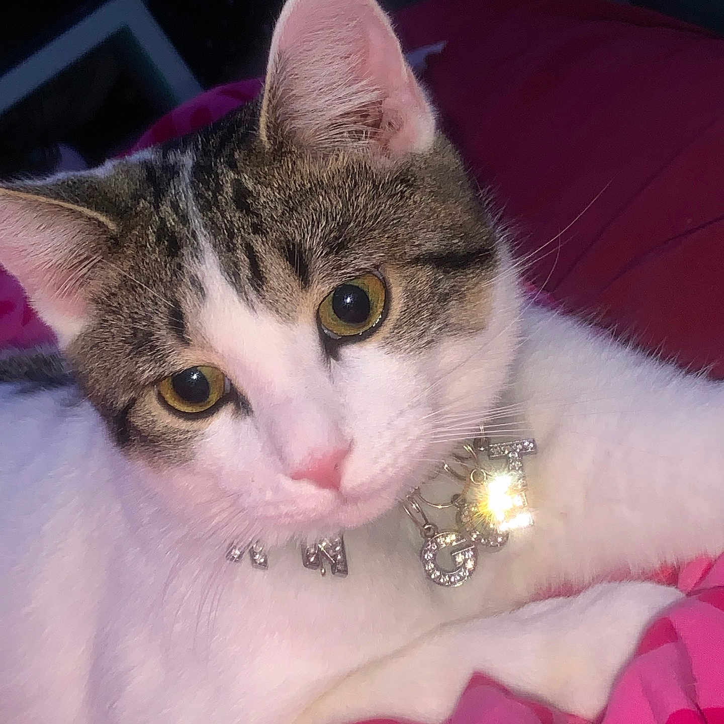 Mr. Nugget joined the competition — help win amazing prizes! bedroom, blanket, cat, close_up, collar, curious, cute, domestic_cat, feline, indoor, jewelry, pet, pink_nose, polka_dot, resting, soft_lighting, tabby, whiskers, white_fur, yellow_eyes