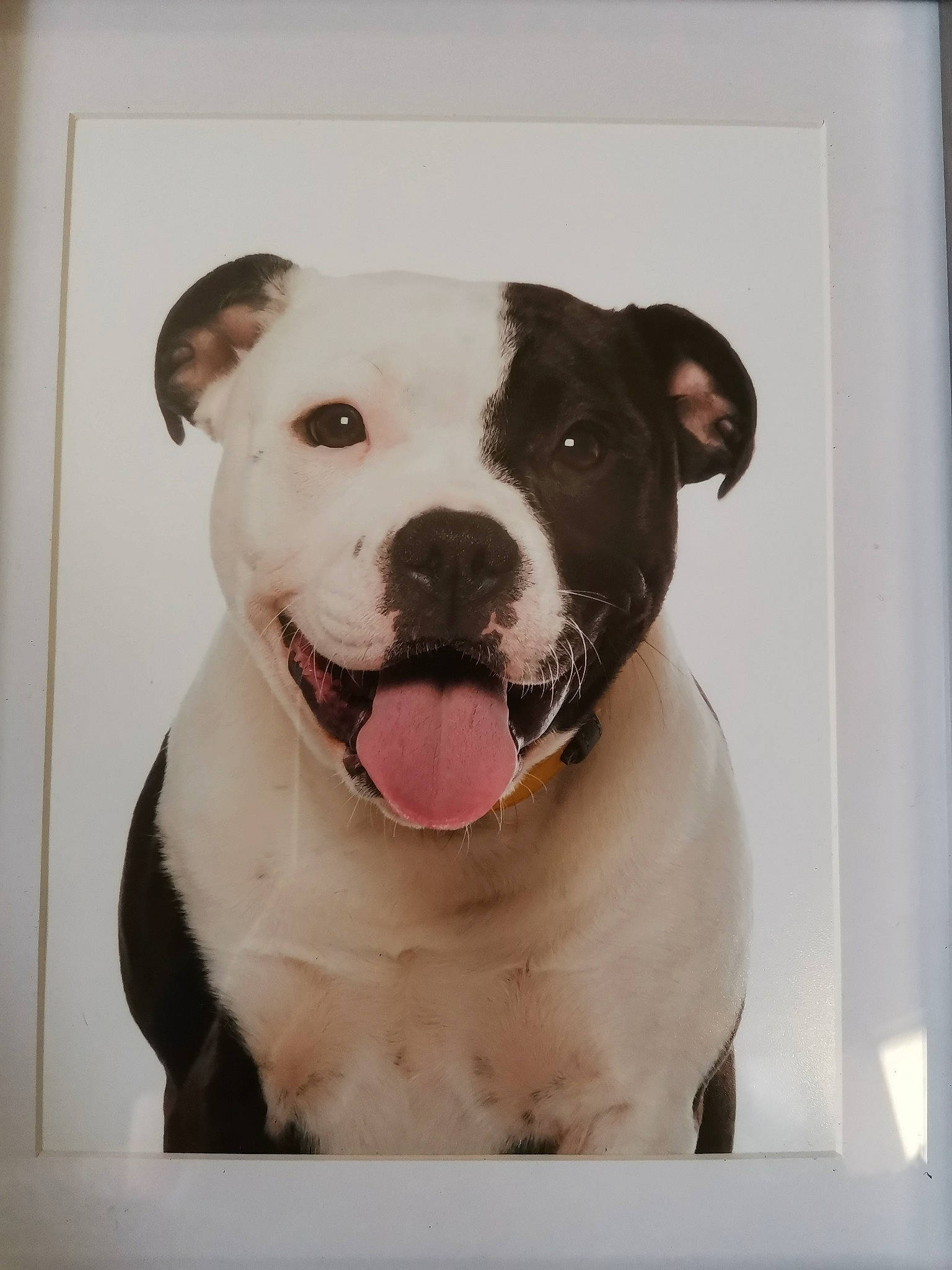 Remi joined the competition — help win amazing prizes! art, canidae, carnivore, collar, companion_dog, dog, dog_breed, dog_collar, fawn, fur, illustration, molosser, picture_frame, rectangle, snout, sporting_group, whiskers, window, working_animal, working_dog