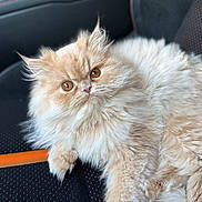 Juno is registered to the contest to win money with this photo: cat, fluffy, cream_colored, amber_eyes, pet, animal, car_seat, indoor, close_up, feline, cute, relaxed, portrait, whiskers, fur, orange_accents, seat, domestic_cat, resting, curious