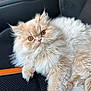 cat, fluffy, cream_colored, amber_eyes, pet, animal, car_seat, indoor, close_up, feline, cute, relaxed, portrait, whiskers, fur, orange_accents, seat, domestic_cat, resting, curious