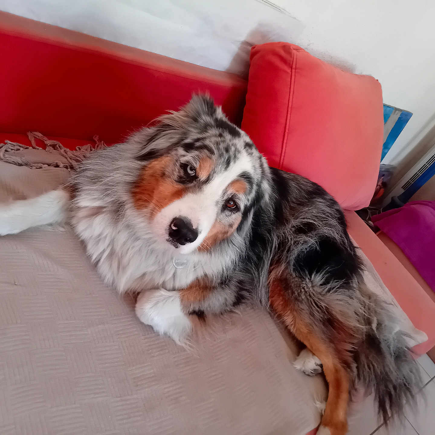 Haribo a rejoint le concours — aidez-le/la à gagner de superbes lots ! animal, architecture, armchair, bed, building, canine, chair, collie, couch, cushion, dog, furniture, homedecor, husky, indoors, interiordesign, livingroom, pet, puppy, room