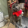 cat, gray_cat, reindeer_antlers, red_scarf, scratching_post, indoor, furniture, wood_floor, cozy, holiday_decor, pet, curious, animal, cute, head_tilt, whiskers, ears, eyes, domestic_cat, feline