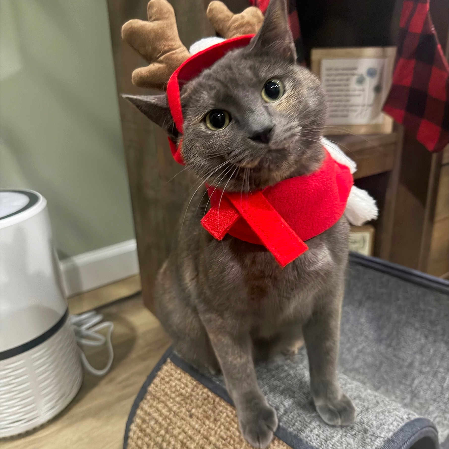 Olive Knicks joined the competition — help win amazing prizes! animal, cat, cozy, curious, cute, domestic_cat, ears, eyes, feline, furniture, gray_cat, head_tilt, holiday_decor, indoor, pet, red_scarf, reindeer_antlers, scratching_post, whiskers, wood_floor