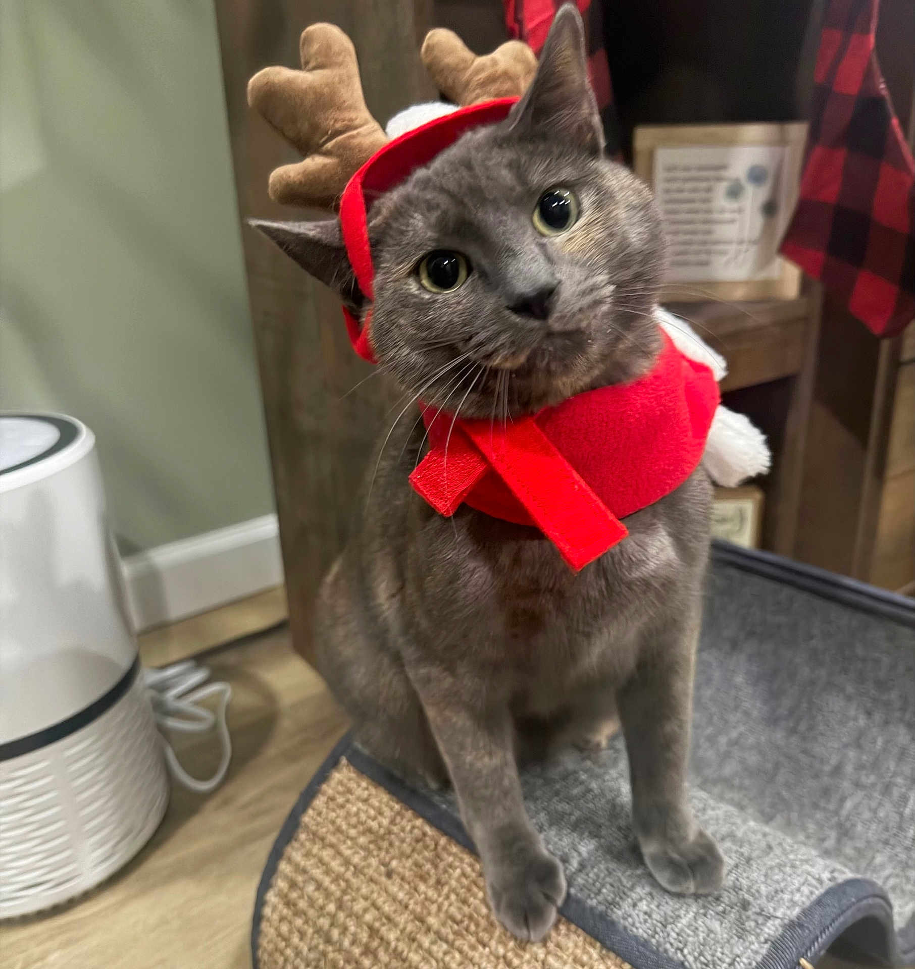 Olive Knicks joined the competition — help win amazing prizes! cat, gray_cat, reindeer_antlers, red_scarf, scratching_post, indoor, furniture, wood_floor, cozy, holiday_decor, pet, curious, animal, cute, head_tilt, whiskers, ears, eyes, domestic_cat, feline