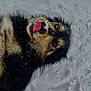 adorable, animal, black_fur, brown_fur, canine, closeup, cute, dog, fun, fur, lying_down, mixed_color_eyes, nature, outdoor, pet, playful, snow, snowflakes, tongue_out, winter