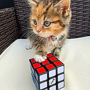 Rubiks is registered to the contest to win money with this photo: kitten, cat, paw, rubiks_cube, toy, collar, bell, curious, feline, closeup, indoor, pet, whiskers, face, table, chair, pattern, colorful, playful, small