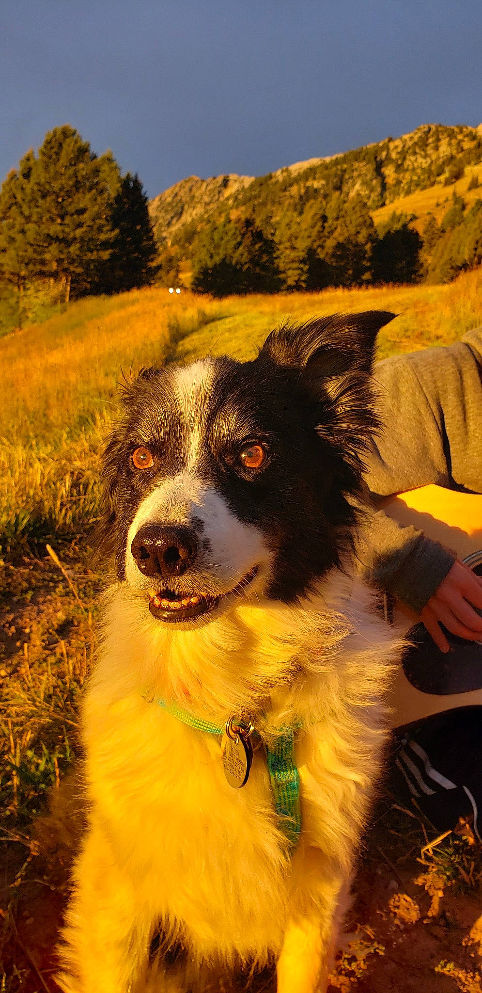 Kodi is registered to the contest to win money with this photo: australian_collie, australian_shepherd, border_collie, canidae, carnivore, collie, companion_dog, dog, dog_breed, english_shepherd, herding_dog, mammal, miniature_australian_shepherd, snout, sporting_group, welsh_sheepdog, working_dog