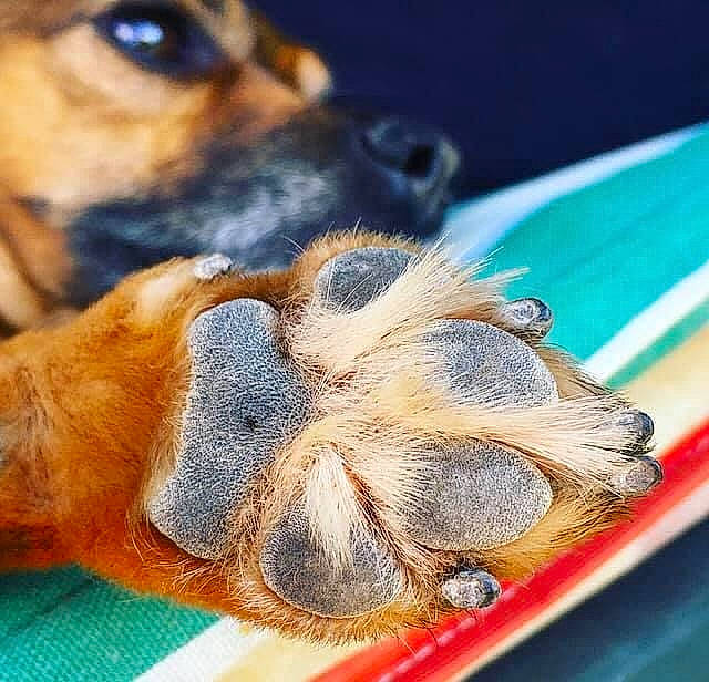 Myra a rejoint le concours — aidez-le/la à gagner de superbes lots ! arthropod, carnivore, claw, close_up, comfort, companion_dog, dog, dog_breed, ear, fawn, foot, fur, liver, mammal, paw, snout, vertebrate, whiskers, wildlife, working_animal