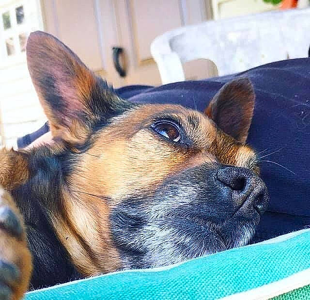 Myra a rejoint le concours — aidez-le/la à gagner de superbes lots ! canidae, carnivore, collar, companion_dog, dog, dog_breed, ear, eye, fawn, fur, head, herding_dog, snout, sporting_group, terrestrial_animal, texas_heeler, toy_dog, whiskers, window, working_animal