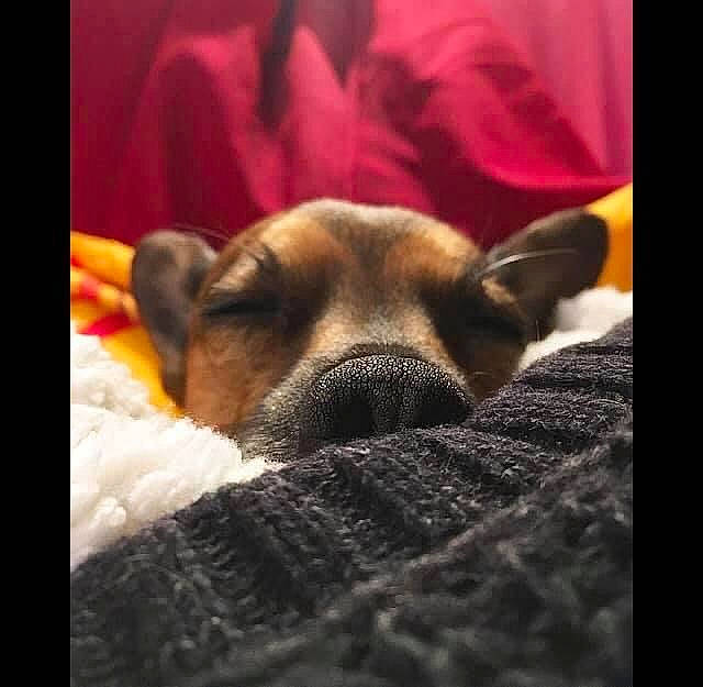 Myra participe au concours pour gagner de l'argent avec cette photo : carnivore, chihuahua, cloud, comfort, companion_dog, dog, dog_bed, dog_breed, fawn, felidae, fur, linens, night, paw, sky, snout, square, toy_dog, whiskers, wood