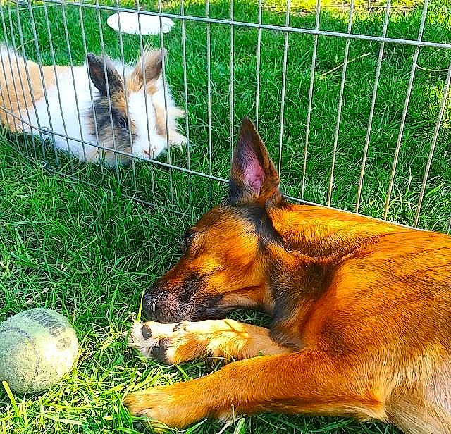 Myra a rejoint le concours — aidez-le/la à gagner de superbes lots ! animal_shelter, cage, canidae, carnivore, dog_breed, fawn, fence, grass, groundcover, hare, home_fencing, liver, mesh, plant, rabbit, snout, terrestrial_animal, whiskers, wildlife, wire_fencing