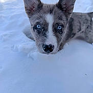 Nova joined the competition — help win amazing prizes! adorable, animal, blue_eyes, canine, cold, cute, dog, ears, face, fur, looking, nature, outdoor, pet, portrait, puppy, snow, whiskers, winter, young_dog