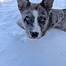 adorable, animal, blue_eyes, canine, cold, cute, dog, ears, face, fur, looking, nature, outdoor, pet, portrait, puppy, snow, whiskers, winter, young_dog