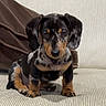 dog, puppy, dachshund, sitting, portrait, floppy_ears, dappled_coat, black_and_tan, brown, white, pet, indoors, couch, cushion, living_room, close_up, looking_at_camera, cute, animal, photography