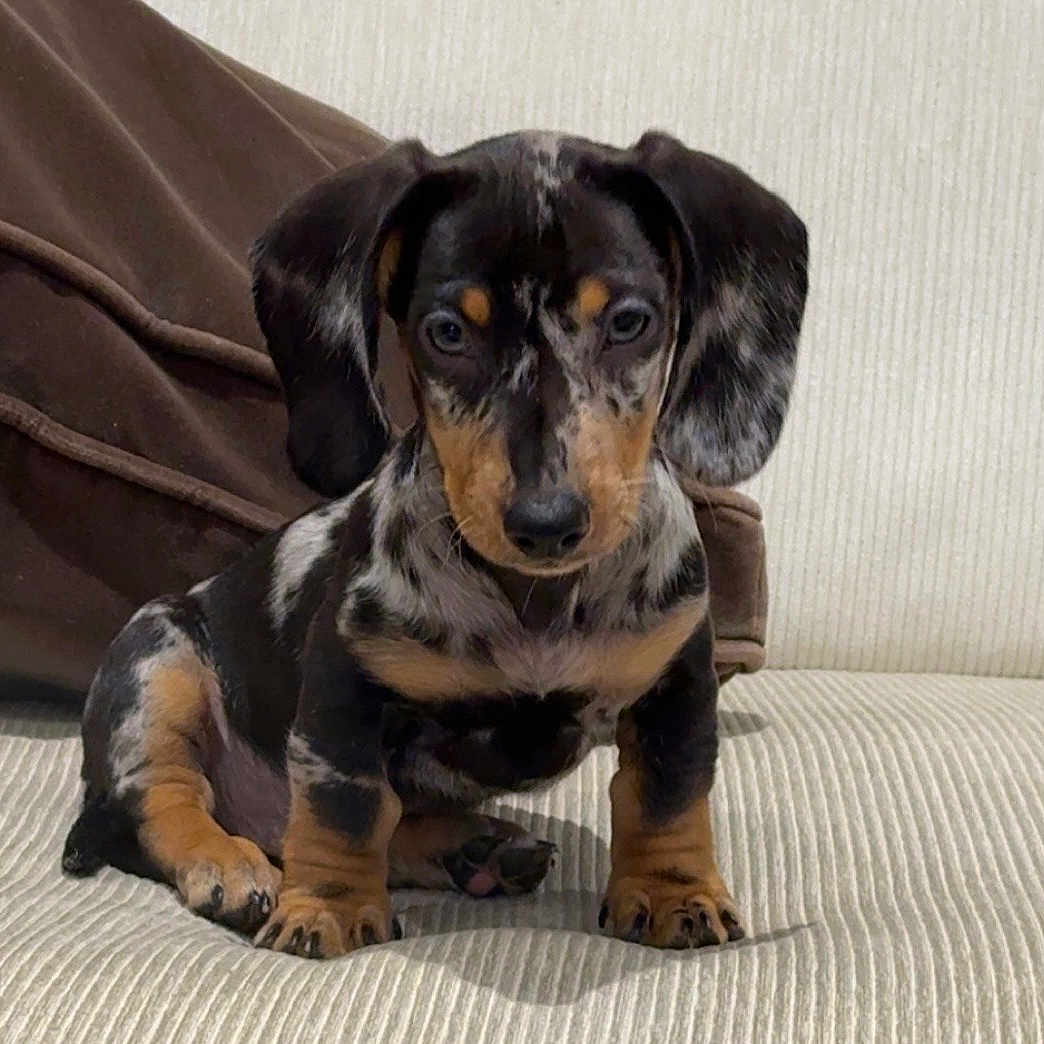 César a rejoint le concours — aidez-le/la à gagner de superbes lots ! dog, puppy, dachshund, sitting, portrait, floppy_ears, dappled_coat, black_and_tan, brown, white, pet, indoors, couch, cushion, living_room, close_up, looking_at_camera, cute, animal, photography