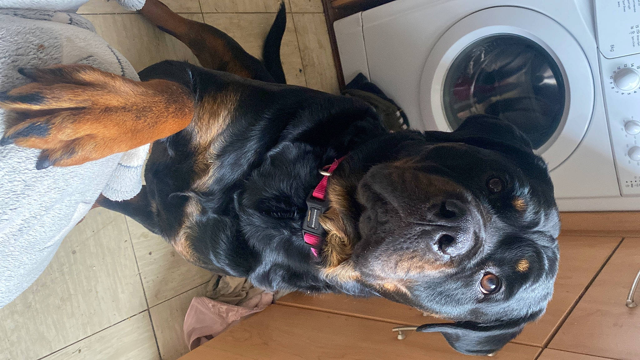 Luna Bear is registered to the contest to win money with this photo: automotive_tire, carnivore, collar, comfort, companion_dog, dog, dog_breed, dog_collar, ear, fawn, fender, hubcap, pet_supply, snout, tail, vehicle, vehicle_door, wheel, whiskers, working_animal