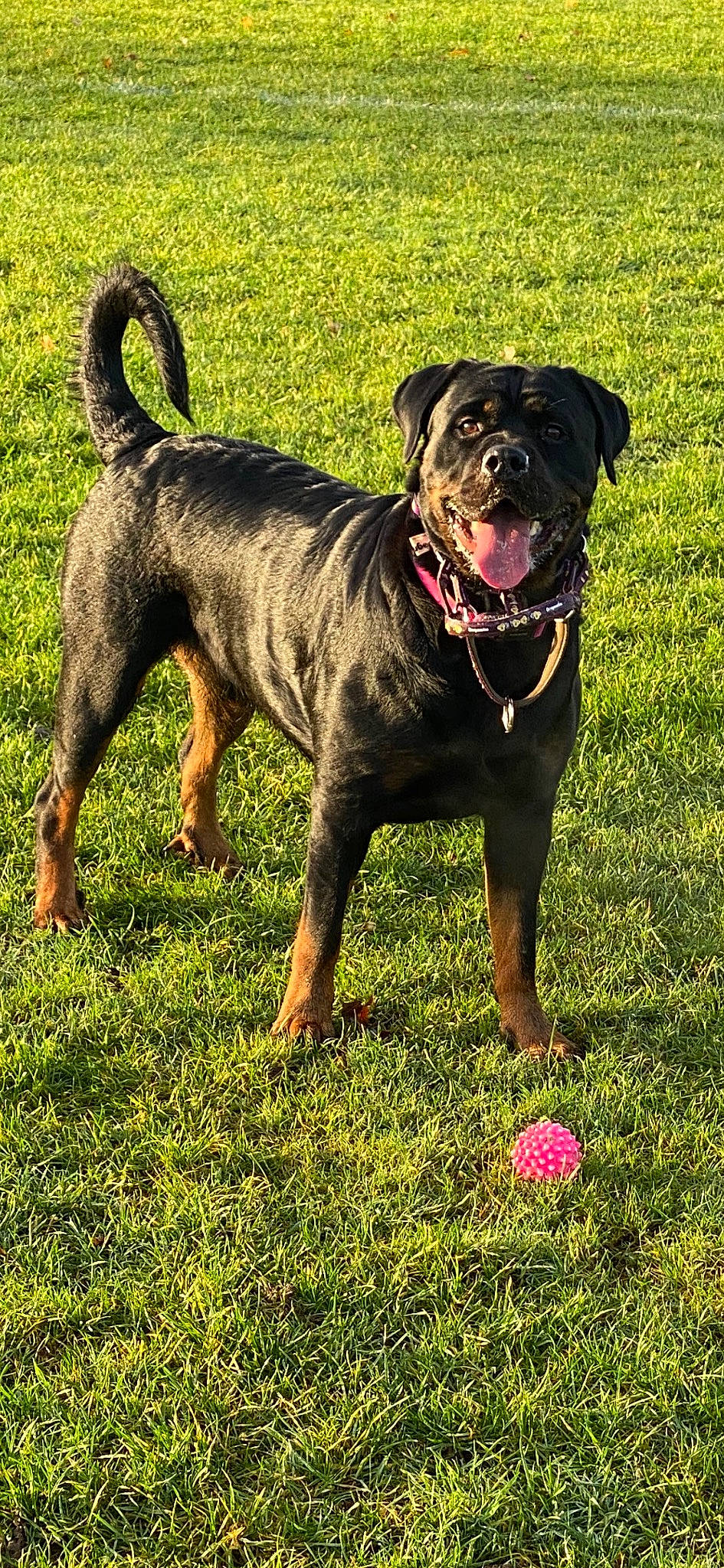 Luna Bear joined the competition — help win amazing prizes! ancient_dog_breeds, ball, canidae, carnivore, collar, companion_dog, dog, dog_breed, dog_collar, fawn, grass, guard_dog, molosser, plant, rottweiler, sporting_group, sports_equipment, terrestrial_animal, working_animal, working_dog
