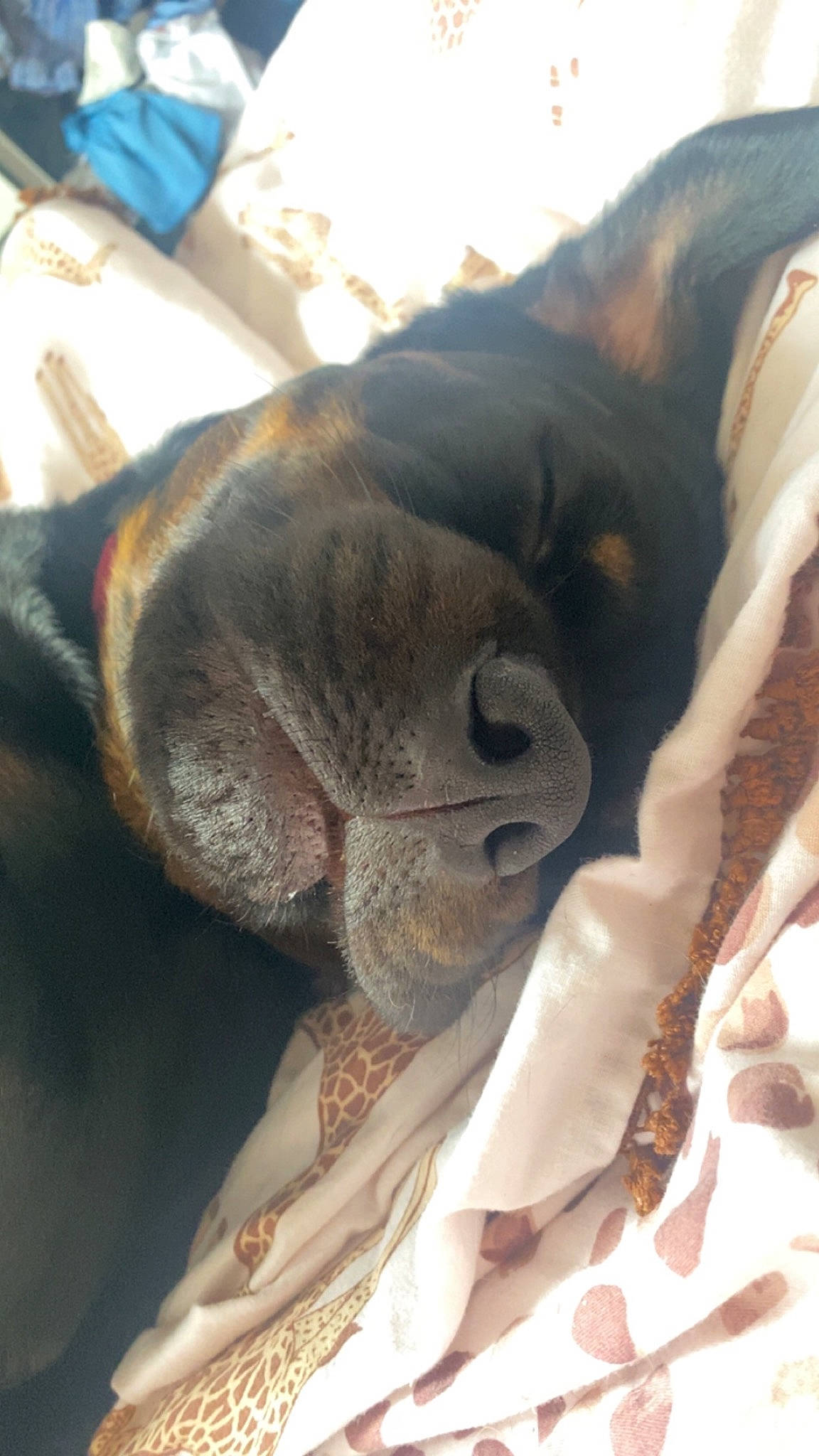 Luna Bear is registered to the contest to win money with this photo: carnivore, comfort, companion_dog, dog, dog_breed, ear, fawn, felidae, fur, guard_dog, linens, liver, nap, paw, snout, sporting_group, terrestrial_animal, whiskers, working_animal, wrinkle