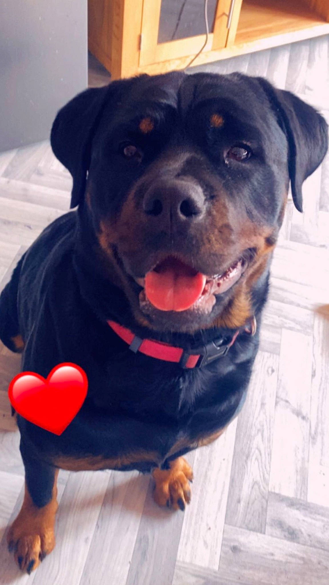 Luna Bear is registered to the contest to win money with this photo: canidae, carnivore, collar, companion_dog, dog, dog_breed, dog_collar, dog_supply, electric_blue, fawn, fur, leash, mammal, pet_supply, rottweiler, snout, sporting_group, vertebrate, whiskers, working_animal