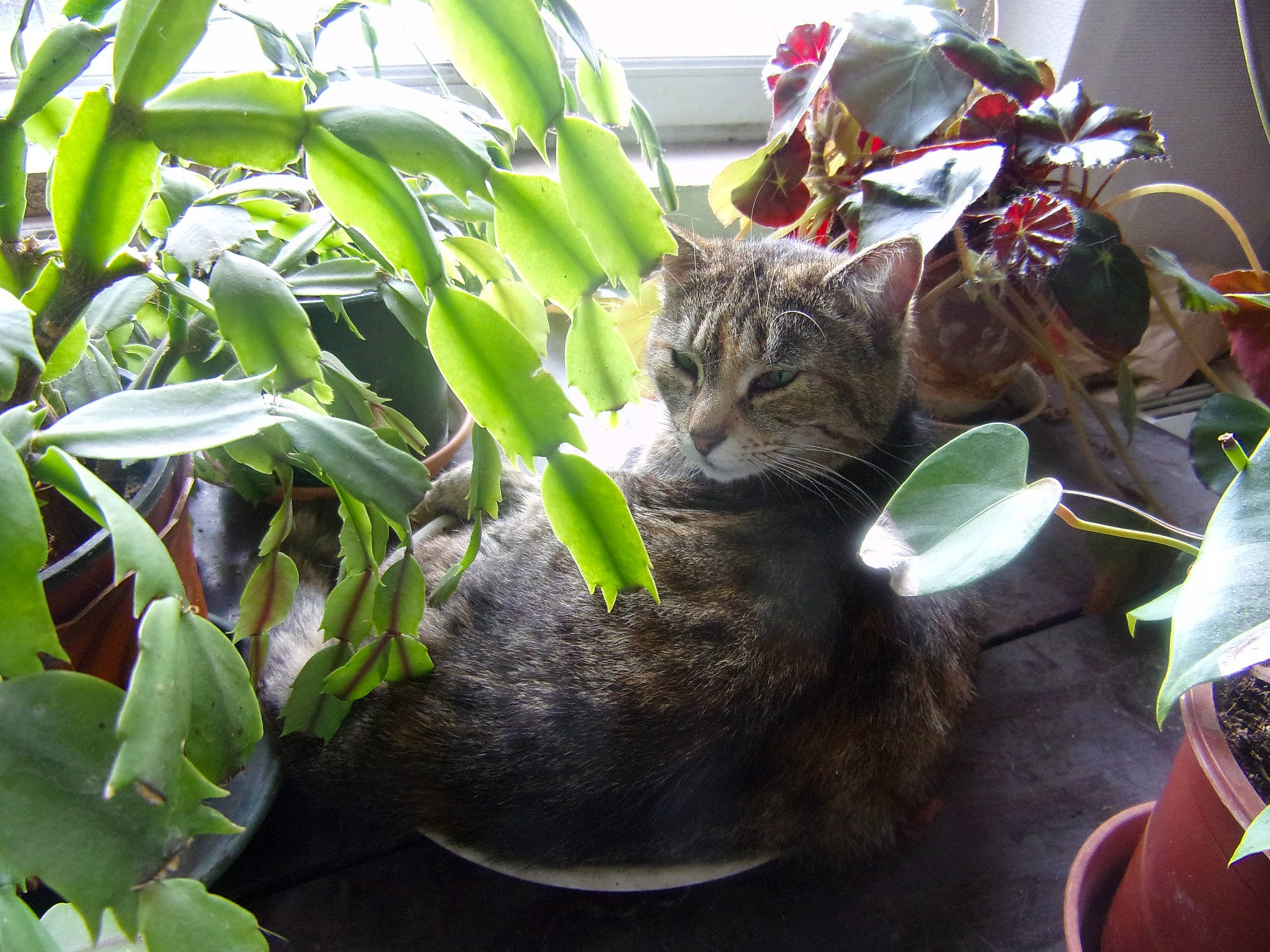 Chipie participe au concours pour gagner de l'argent avec cette photo : botany, carnivore, cat, domestic_short_haired_cat, fawn, felidae, flower, flowerpot, fur, grass, hat, houseplant, personal_protective_equipment, plant, small_to_medium_sized_cats, soil, terrestrial_animal, terrestrial_plant, whiskers, wildlife