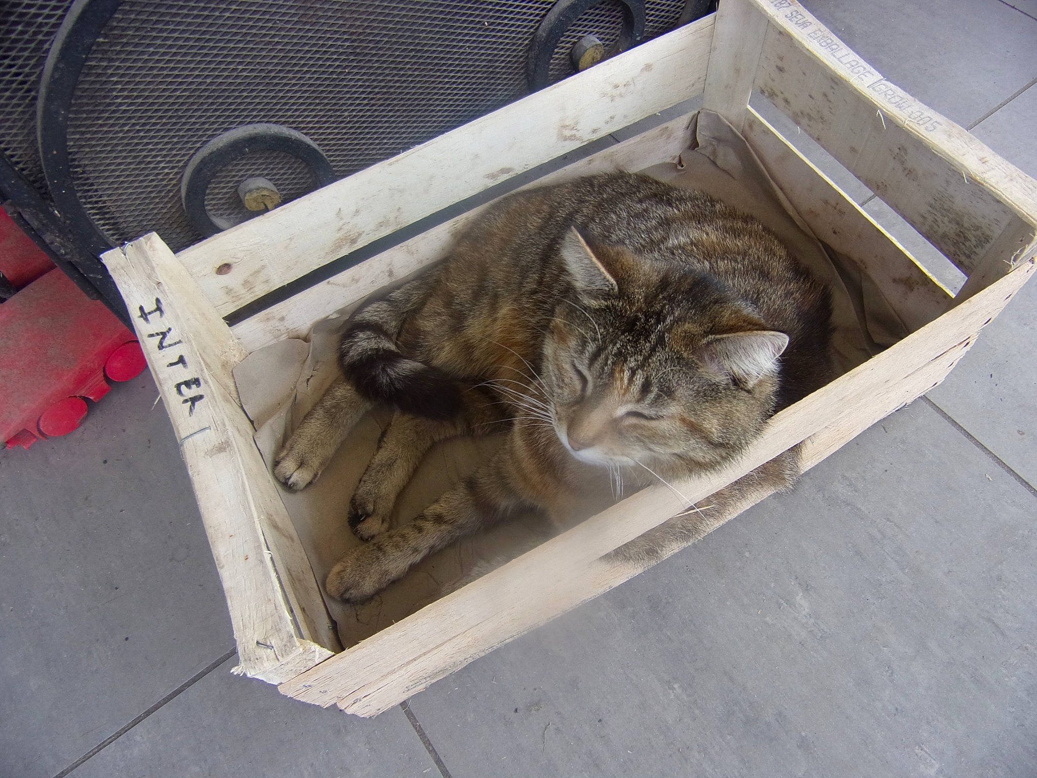 Chipie a rejoint le concours — aidez-le/la à gagner de superbes lots ! animal_shelter, asphalt, automotive_tire, carnivore, cat, domestic_short_haired_cat, felidae, fur, gas, mammal, road_surface, sidewalk, small_to_medium_sized_cats, tail, terrestrial_animal, whiskers, wood