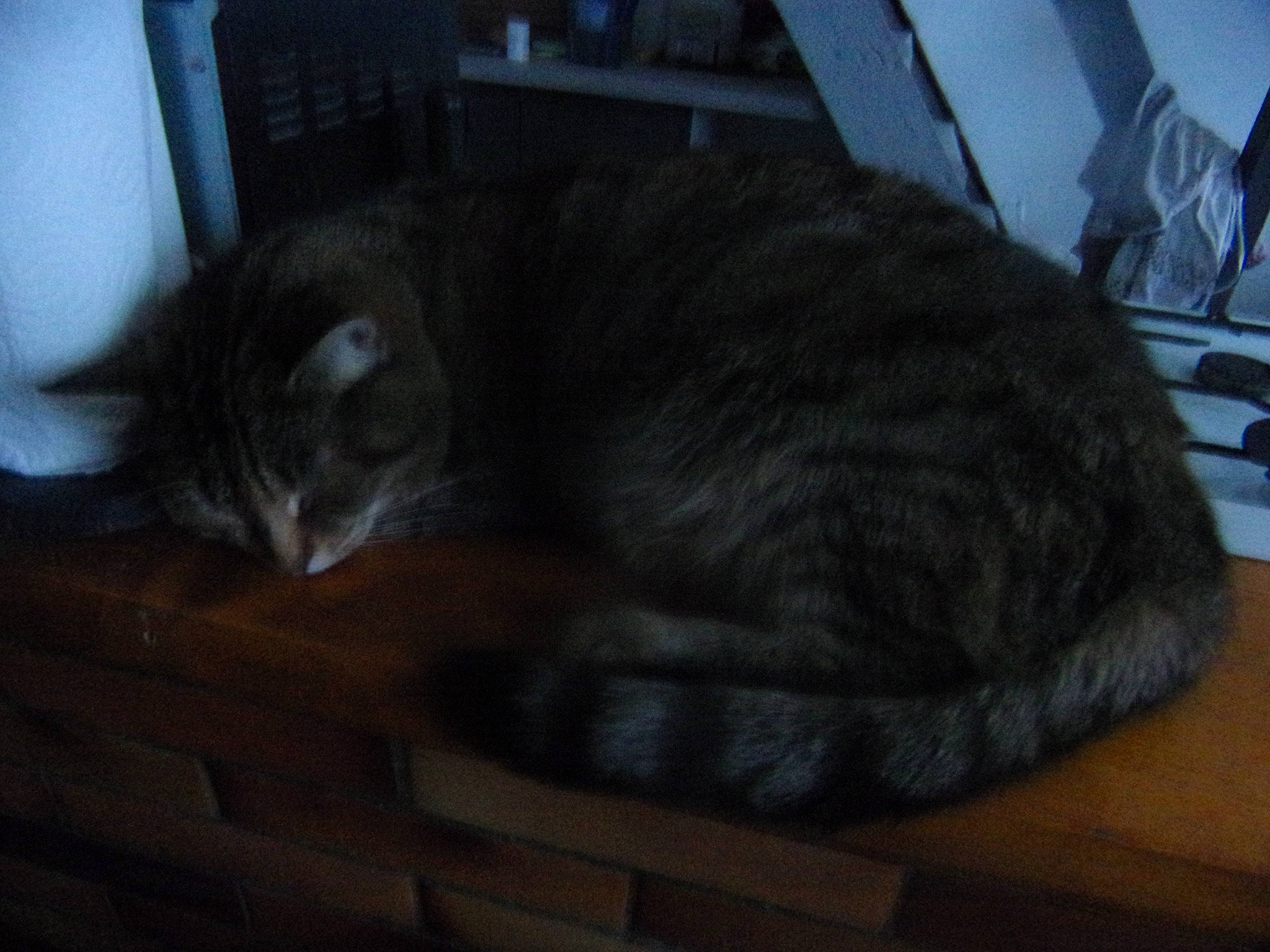 Chipie a rejoint le concours — aidez-le/la à gagner de superbes lots ! carnivore, cat, comfort, domestic_short_haired_cat, felidae, fur, grey, hardwood, nap, sitting, sleep, small_to_medium_sized_cats, snout, tail, whiskers, wood