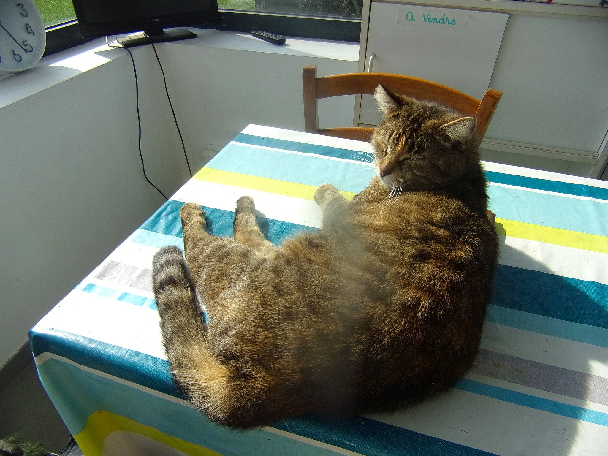 Chipie participe au concours pour gagner de l'argent avec cette photo : carnivore, cat, comfort, computer, computer_keyboard, desk, domestic_short_haired_cat, felidae, fur, houseplant, mechanical_fan, mouse, nap, paw, personal_computer, room, small_to_medium_sized_cats, table, tail, whiskers