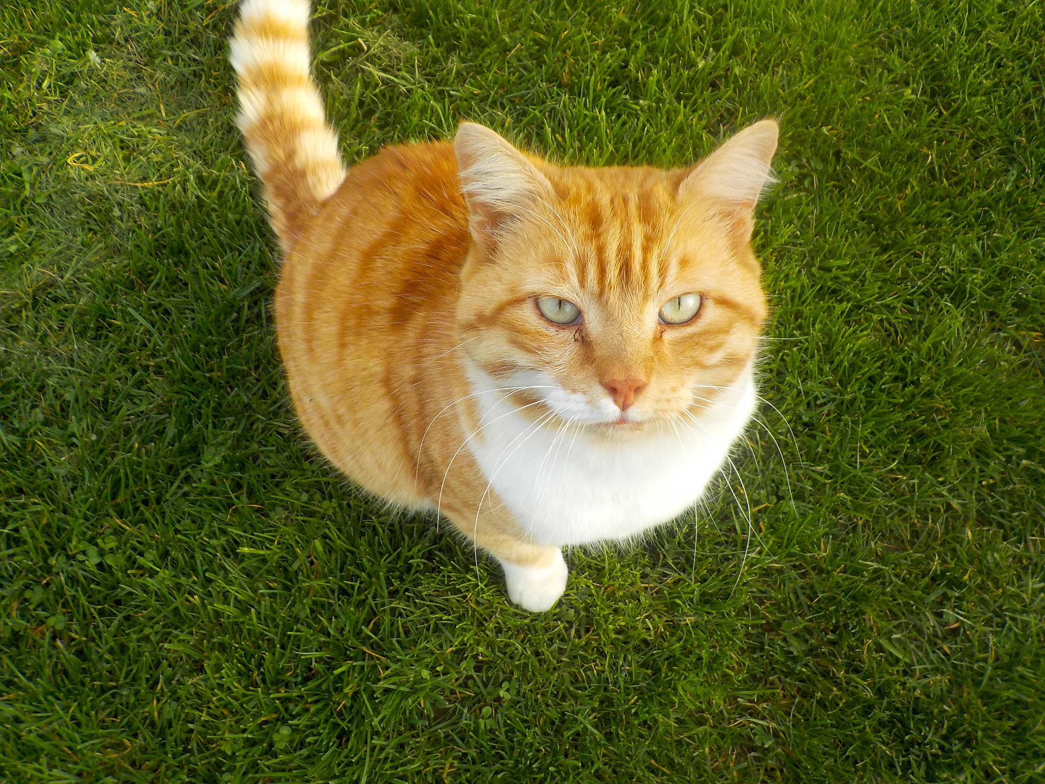 Chouchou a rejoint le concours — aidez-le/la à gagner de superbes lots ! art, carnivore, cat, companion_dog, domestic_short_haired_cat, fawn, felidae, fur, grass, grassland, groundcover, plant, sitting, small_to_medium_sized_cats, snout, tail, terrestrial_animal, tree, whiskers, wildlife