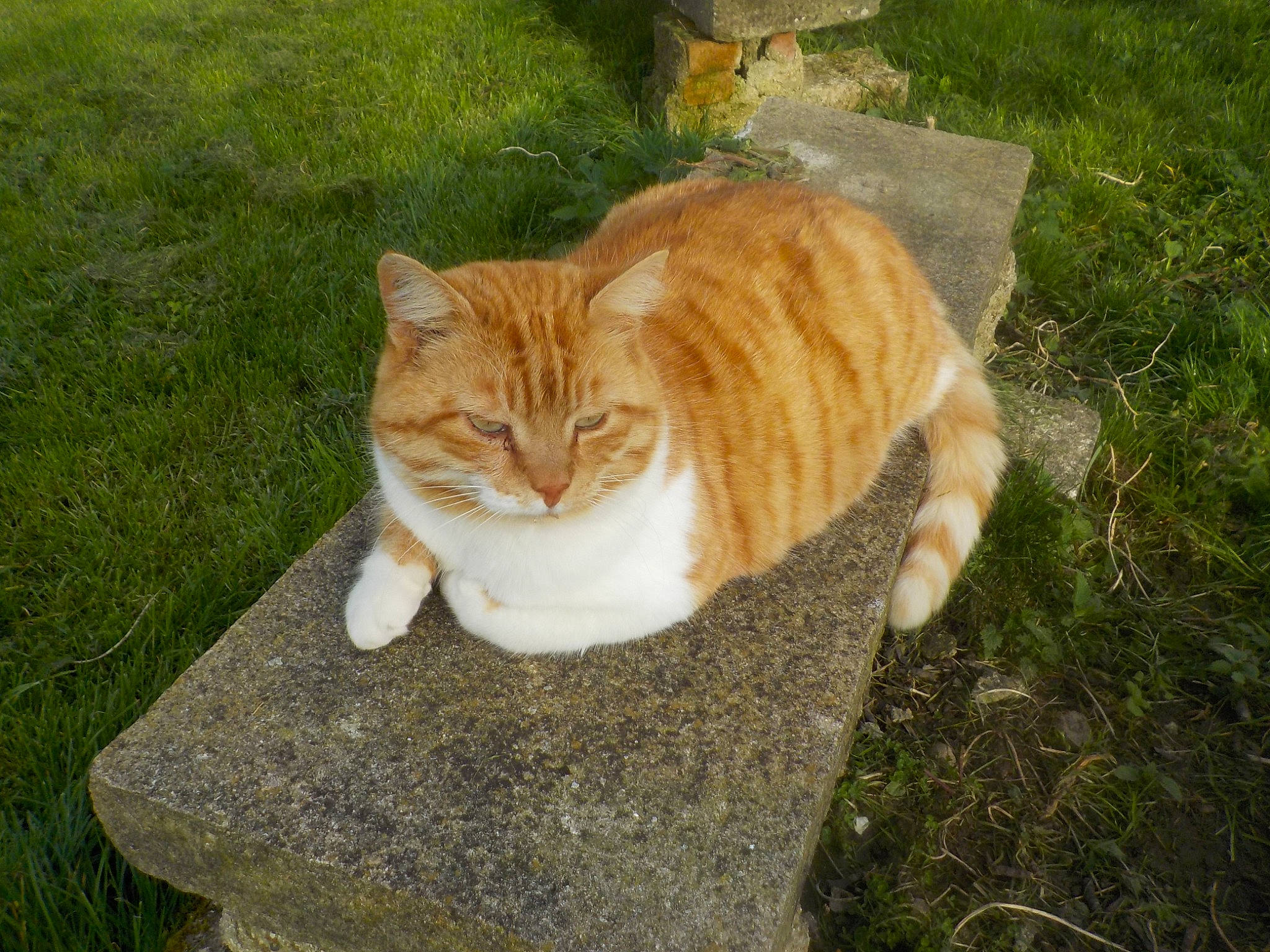 Chouchou a rejoint le concours — aidez-le/la à gagner de superbes lots ! art, carnivore, cat, domestic_short_haired_cat, eye, fawn, felidae, fur, grass, groundcover, plant, sitting, small_to_medium_sized_cats, snout, tail, tree, trunk, whiskers, wildlife, wood