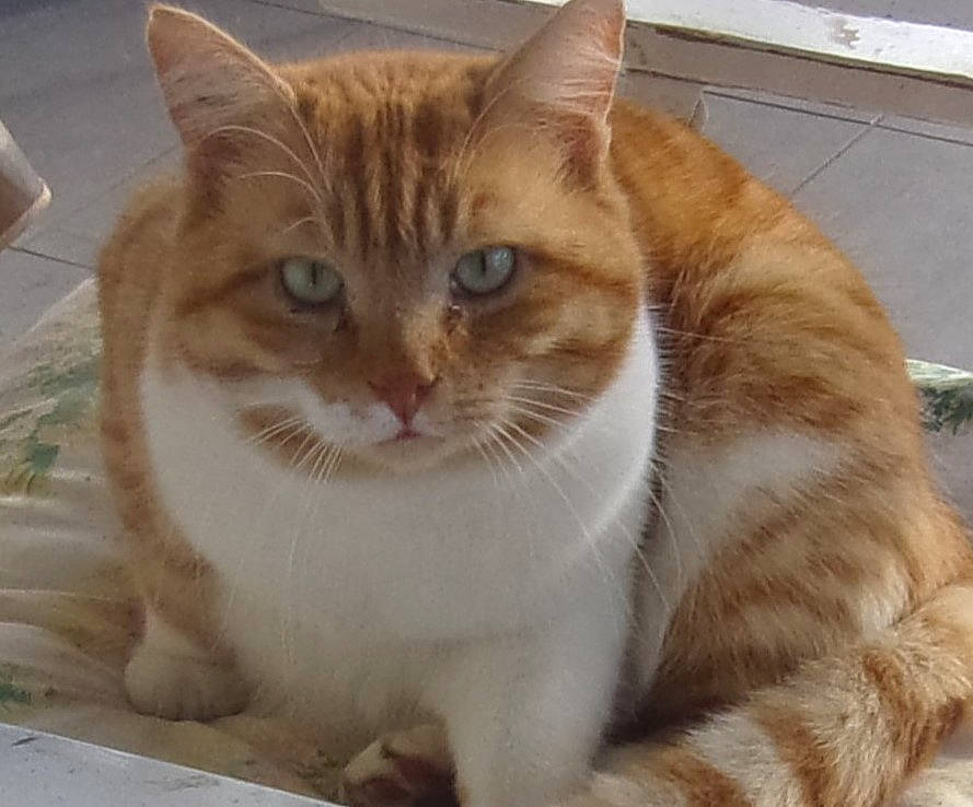 Chouchou participe au concours pour gagner de l'argent avec cette photo : carnivore, cat, cat_supply, claw, domestic_short_haired_cat, fawn, felidae, fur, paw, pet_supply, small_to_medium_sized_cats, snout, tail, terrestrial_animal, whiskers