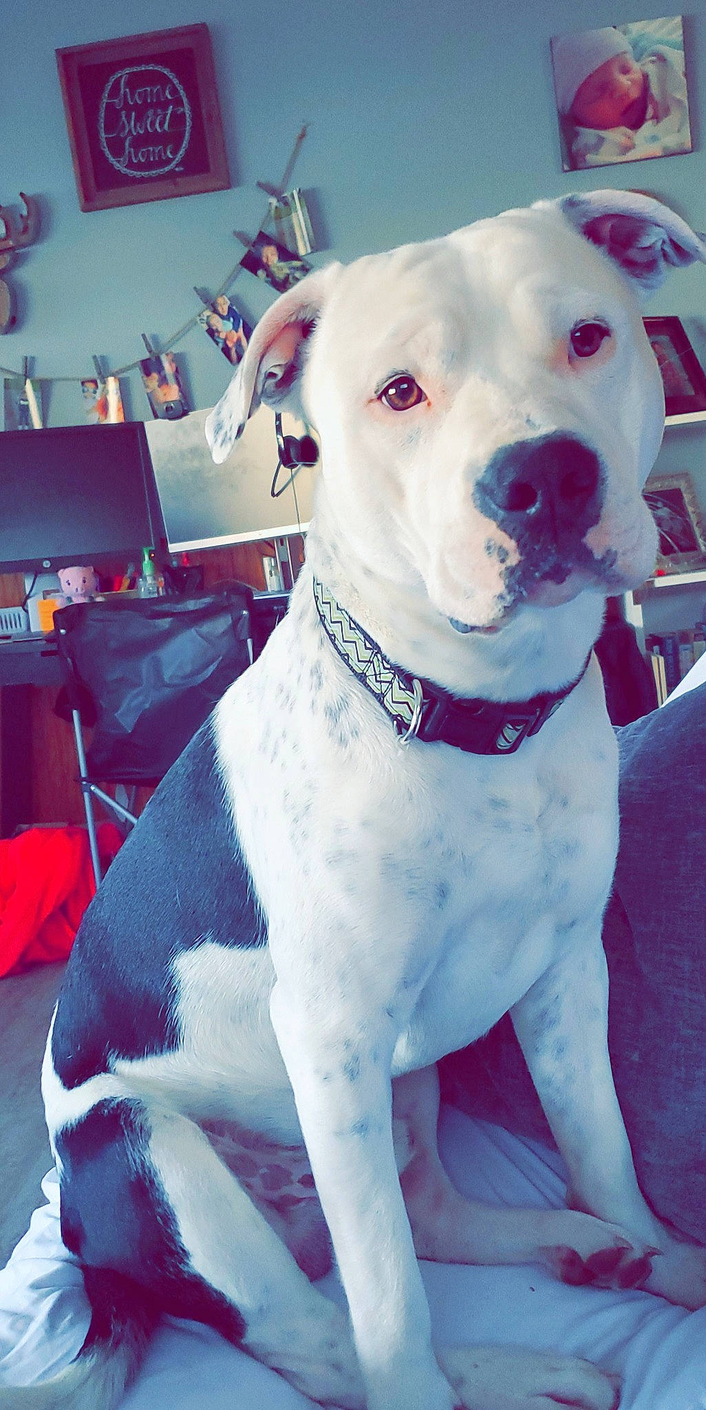 Kaos is registered to the contest to win money with this photo: american_bulldog, american_pit_bull_terrier, american_staffordshire_terrier, bull_and_terrier, bully_kutta, canidae, carnivore, cordoba_fighting_dog, dog, dog_breed, dogo_argentino, dogo_guatemalteco, gull_terr, mammal, non_sporting_group, pit_bull, rare_breed_dog, snout, staffordshire_bull_terrier, vertebrate