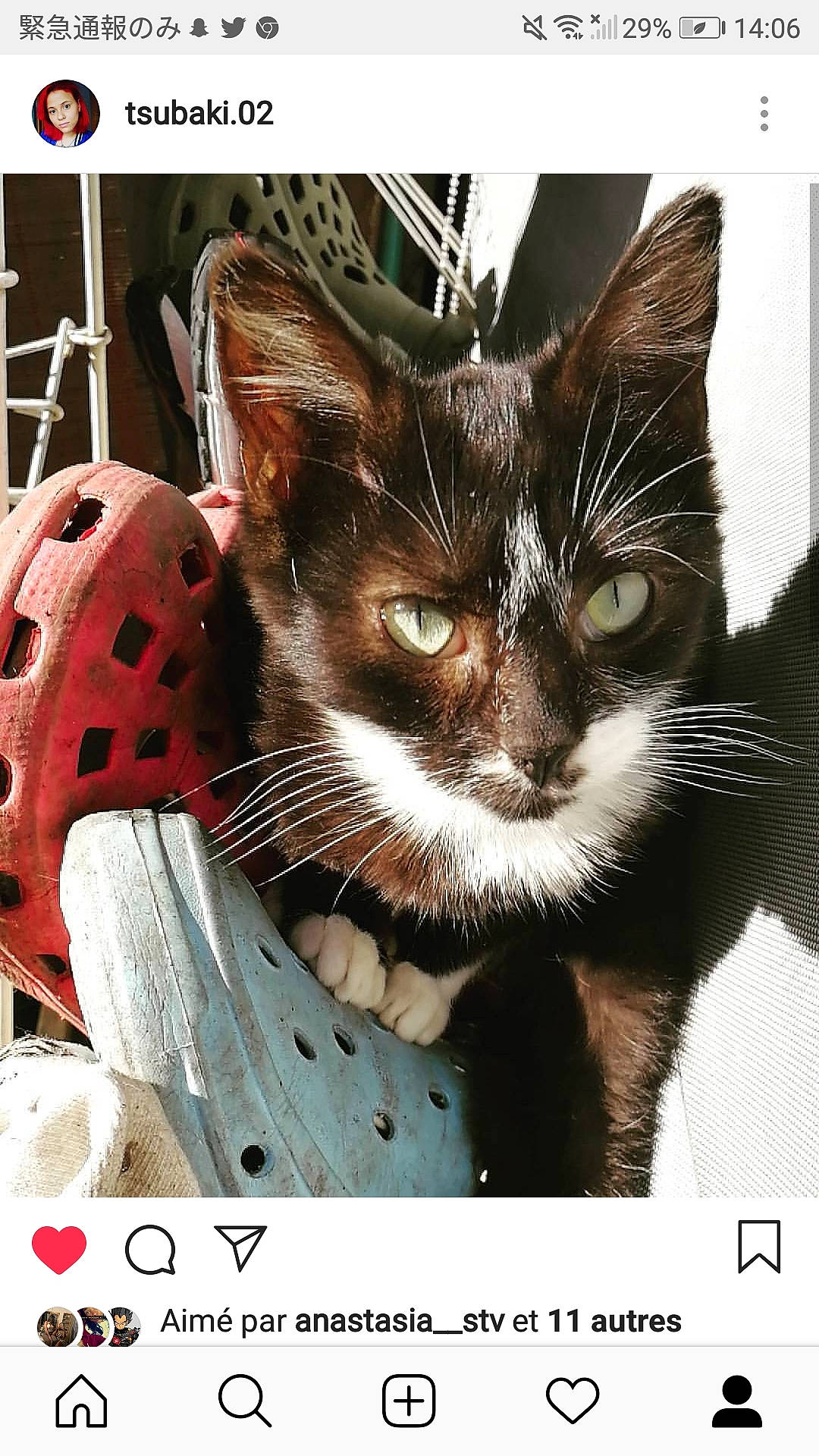 Na-san participe au concours pour gagner de l'argent avec cette photo : carnivoran, cat, cat_like_mammal, claw, domestic_short_haired_cat, fauna, kitten, paw, person, photo_caption, small_to_medium_sized_cats, snout, whiskers