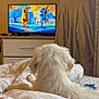 dog, bed, blanket, television, animation, room, furniture, sweater, indoor, cozy, white_dog, watching, relaxing, carpet, entertainment, animal, pet, home, soft_light, blanket_pattern