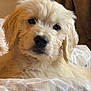Willow is registered to the contest to win money with this photo: puppy, dog, golden_retriever, fur, bed, blanket, indoor, pet, cute, animal, canine, young, cozy, resting, portrait, close_up, soft, fluffy, domestic_animal, eyes