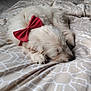 Willow is registered to the contest to win money with this photo: dog, sleeping, bed, bow, red_bow, fluffy, light_colored, cozy, resting, indoors, blanket, patterned_bedspread, cute, pet, fur, animal, domestic, relaxation, calm, nap