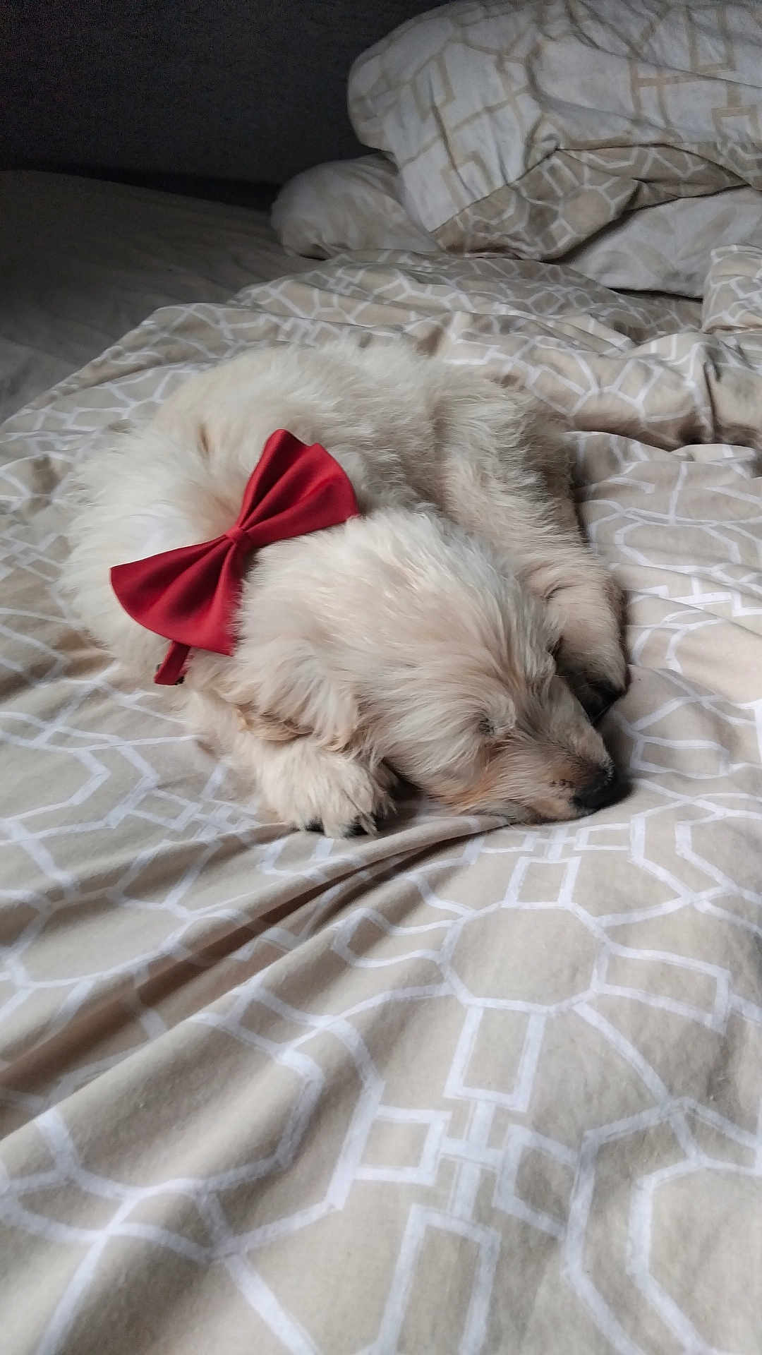Willow