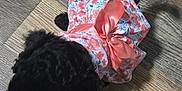 Sinaya joined the competition — help win amazing prizes! dog, poodle, small_dog, black_dog, pet, floral_dress, pink_bow, clothing, wooden_floor, indoor, cute, puppy, animal, pet_fashion, curious, tail, standing, top_view, adorable, domestic