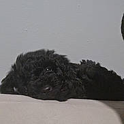 Sinaya joined the competition — help win amazing prizes! dog, black_dog, fluffy, couch, peeking, indoor, pet, animal, fur, resting, shadow, wall, relaxing, home, canine, companion, cute, cozy, quiet, soft