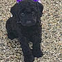 Sinaya joined the competition — help win amazing prizes! puppy, dog, black_fur, bow, purple_bow, sitting, curly_fur, pet, animal, cute, small, indoor, floor, speckled_floor, celebration, adorable, young, looking, domestic_animal, fur