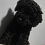 Sinaya joined the competition — help win amazing prizes! puppy, dog, black_fur, curly_fur, pet, indoor, wall, portrait, cute, animal, young_dog, head_tilt, curious, sitting, shadow, closeup, furry, companion, light, texture