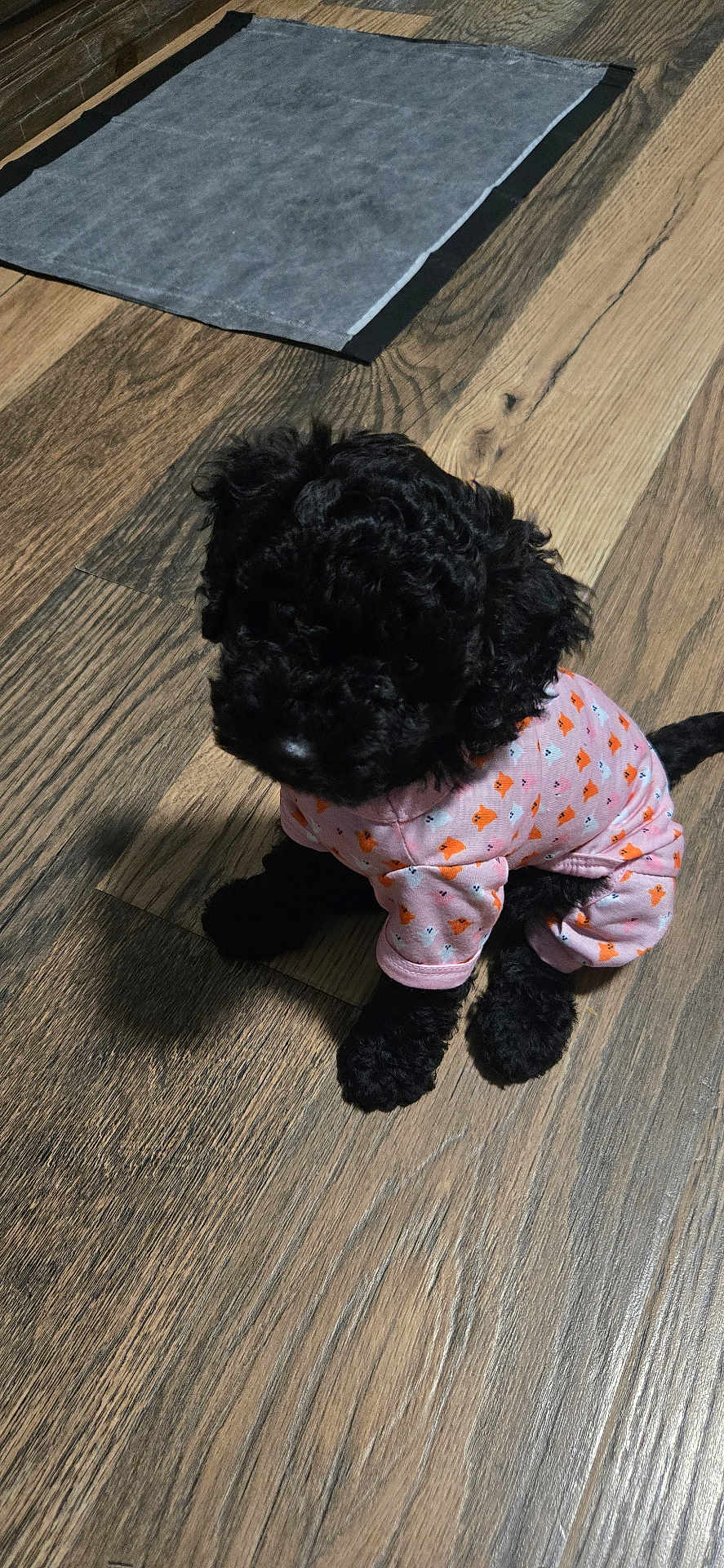 Sinaya is registered to the contest to win money with this photo: puppy, dog, black_dog, pet, indoor, floor, wooden_floor, mat, cute, animal, young_dog, clothing, pink_outfit, sitting, curious, small_dog, fur, domestic_animal, adorable, companion