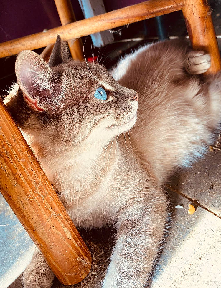 Ayanno a rejoint le concours — aidez-le/la à gagner de superbes lots ! balinese, carnivore, cat, cat_supply, claw, domestic_short_haired_cat, fawn, felidae, flooring, fur, hardwood, siamese, small_to_medium_sized_cats, snout, tail, terrestrial_animal, thai, tonkinese, whiskers, wood