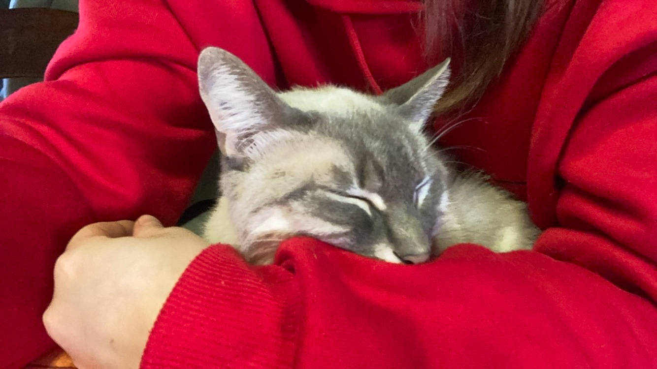 Ayanno participe au concours pour gagner de l'argent avec cette photo : carnivore, cat, cat_bed, claw, comfort, couch, domestic_short_haired_cat, ear, fawn, felidae, fur, gesture, grey, nap, paw, sleep, small_to_medium_sized_cats, snout, tail, whiskers