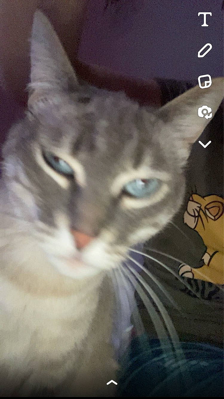 Ayanno participe au concours pour gagner de l'argent avec cette photo : carnivore, cat, domestic_short_haired_cat, door, ear, felidae, fur, paw, photo_caption, small_to_medium_sized_cats, snout, terrestrial_animal, thai, whiskers, window